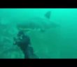Scary Encounter with a massive Great White Shark