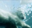 When ice melts, polar bears use 5x more energy to swim instead of walk