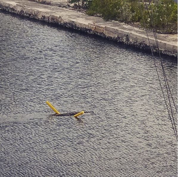Crocodile caught on camera using swim noodle to cross canal