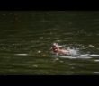 Bangladesh’s most celebrated swimmer calls it a day