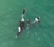 Orcas playing with swimmer at Hahei Beach, New Zealand