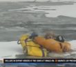 Dramatic rescue saves dog
