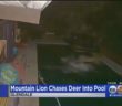 Mountain lion chases deer into California family’s swimming pool