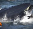 Diver Recounts Almost Being â€˜Swallowedâ€™ Alive By Massive Whale | TODAY
