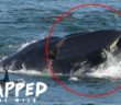 No Thanks: Diver Briefly Gets Stuck In Whale’s Mouth