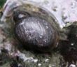 Park officials hunt hot spring swimmer who jeopardized critically endangered Banff snails