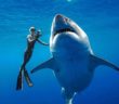 Dal prof marvels at researcher who free-dives with massive great white Dal prof marvels at researcher who free-dives with massive great white