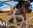 Meet the Luckiest Dog in the World, Rescued While Swimming 135 Miles From Shore