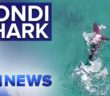 Great white spotted just metres from swimmer at Bondi Beach | Nine News Australia