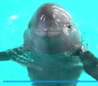 Swimmers spot rare finless porpoise along Yangtze River