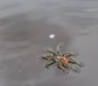 Um, Did You Know That Tarantulas Can Swim?
