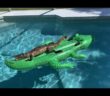 Vacationers Find Alligator Lounging on Alligator Pool Float at Their Miami Airbnb