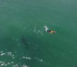 White Shark Cruising Next to Swimmer off Aptos, Monterey Bay, California