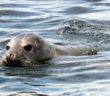 Man attacked by seal while swimming off Devon coast