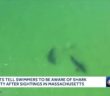 Experts warn swimmers to be aware of shark activity after sightings off Massachusetts