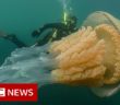 Giant jellyfish spotted by divers – BBC News Giant jellyfish spotted by divers – BBC News