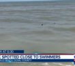 Shark spotted close to swimmers in Jacksonville Beach
