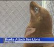 Swimmers Warned About Recent Shark Attacks Against Sea Lions