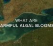 What Are Harmful Algal Blooms?