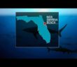 3 people bitten by sharks at Florida beach