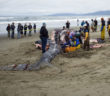 Scientists are worried that a thousand gray whales have died so far this year