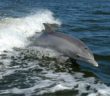 New Zealand bans swimming with bottlenose dolphins after numbers plunge