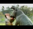 Do Hippos Swim? | Natural World: Hippos | BBC Earth