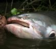 Earthâ€™s largest freshwater creatures at risk of extinction
