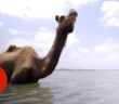 Indiaâ€™s Swimming Camels