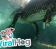 Man Makes Very Dubious Decision To Swim Underneath An Alligator