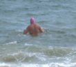 Man to swim across Chesapeake Bay for kids with special needs