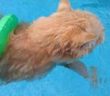 Pennsylvania cat dives in to summer with love of swimming