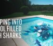 What If You Fell Into a Pool Full of Sharks