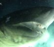 Yikes: Researchers In Deep-Sea Submersible Get Up Close And Personal With Giant Shark