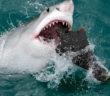 Why Are Great White Sharks Swimming so Close to North Atlantic Beaches?
