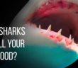 Can Sharks Smell Blood from Miles Afar?