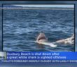 Duxbury Beach Remains Closed To Swimmers After Shark Eats Whale Carcass