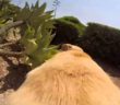 Man Straps A GoPro To His Dog That Loves To Swim And Films His Enthusiastic Journey To The Sea