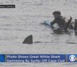 Photo Shows Great White Shark Swimming By Surfer Off Cape Cod