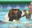 This swim center caters to dogs: Oregon Tails