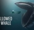 What If You Were Swallowed by a Whale?