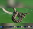 11-foot Python found swimming in Biscayne Bay
