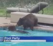 Bears Play In Boulder Swimming Pool One Day Before Snowstorm Hits