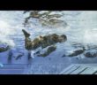 Exclusive: Here’s The Heavy Swimming Training from Special Forces of US Military – Compilation
