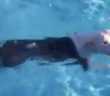 Owner Forbids Dog To Jump Into Swimming Pool, Dog Immediately Does Just That