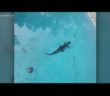 Swimming pool technician finds gator doing laps in Georgia homeowner’s pool