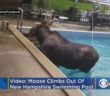 Watch: Moose Climbs Out Of New Hampshire Swimming Pool After Being Stuck For Hours