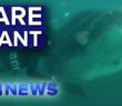 Elusive giant fish emerges near Sydney swimmers | Nine News Australia