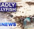 Popular Victorian beaches swarmed with deadly jellyfish | Nine News Australia