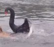 Savage black swan attacks Golden retriever swimming in lake Savage black swan attacks Golden retriever swimming in lake